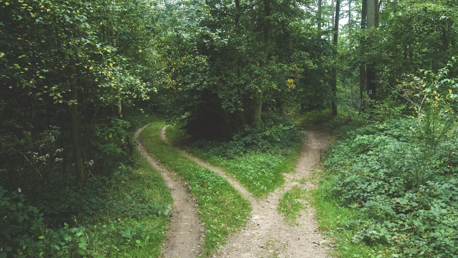 A dirt path through a green forest forking into two separate trails
