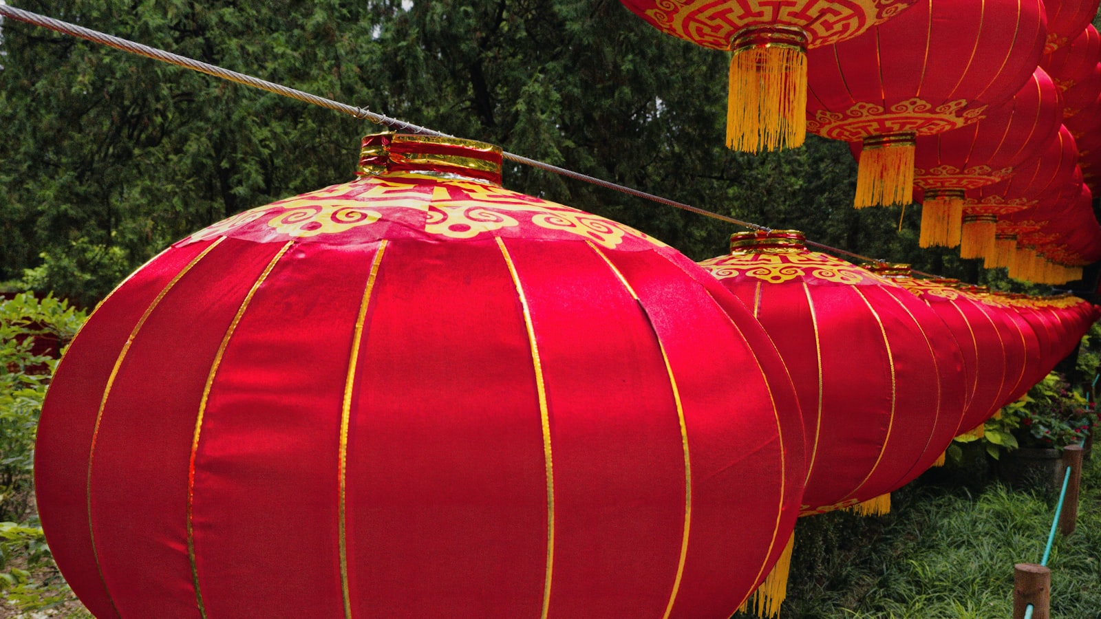 Rows of red and gold lanterns strung outdoors in a garden for a festival