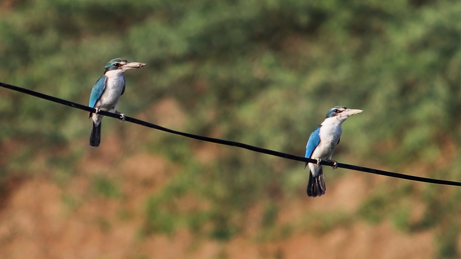 Two blue and white collared kingfishers perched at a distance apart on the same wire, both facing the same direction against a blurred green backdrop.