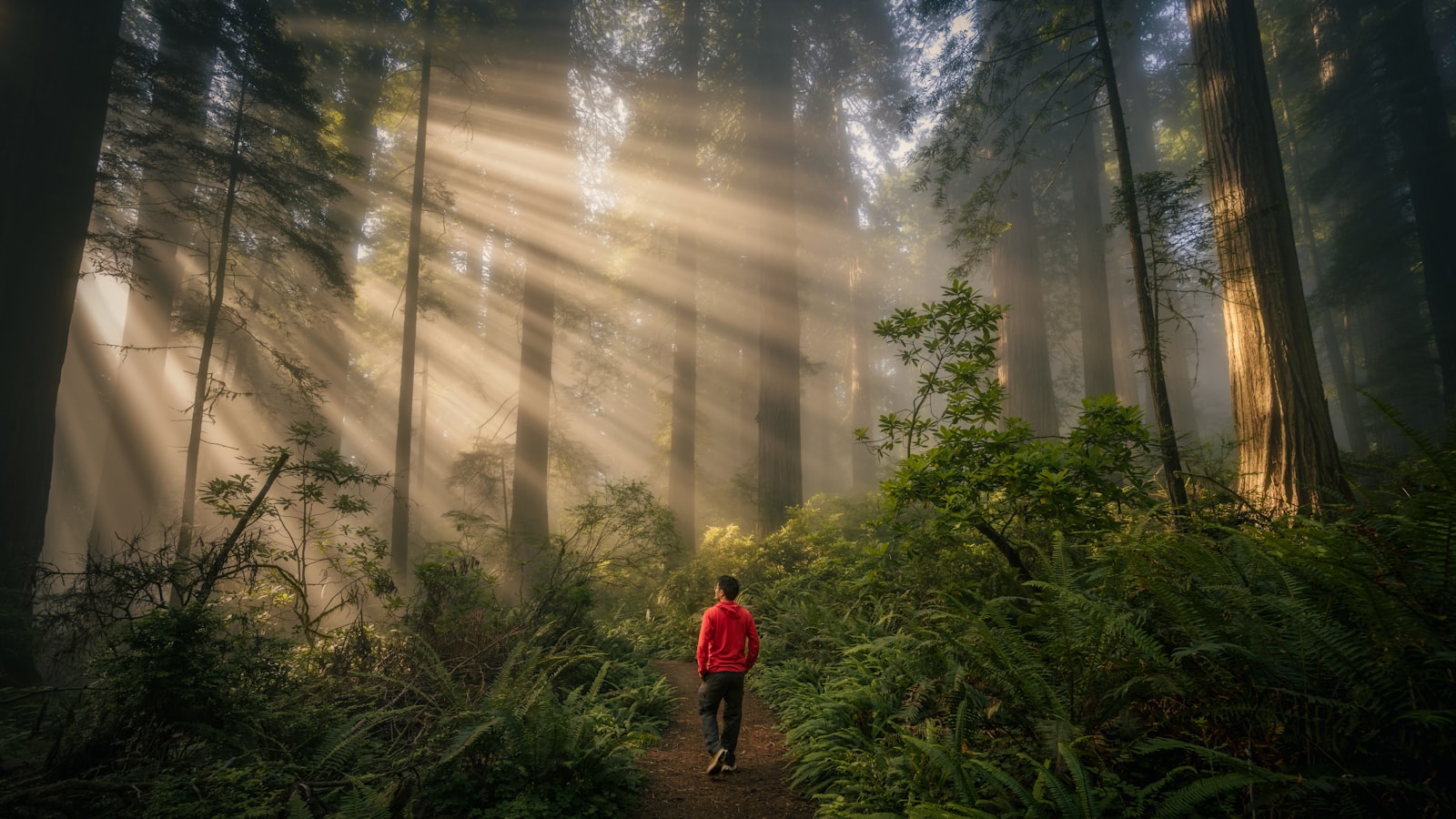 A solitary figure walking through a misty forest with sunbeams breaking through the fog