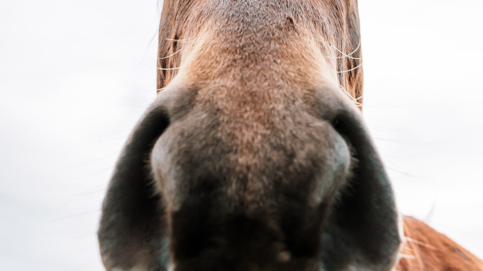 Close-up of a brown horse's face against an open sky