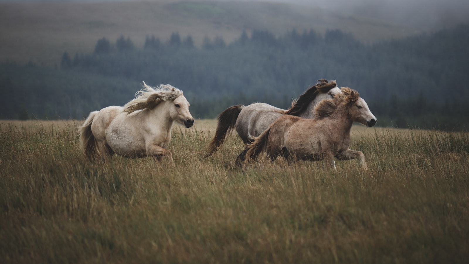 A group of Welsh mountain ponies running free across open, rugged terrain.