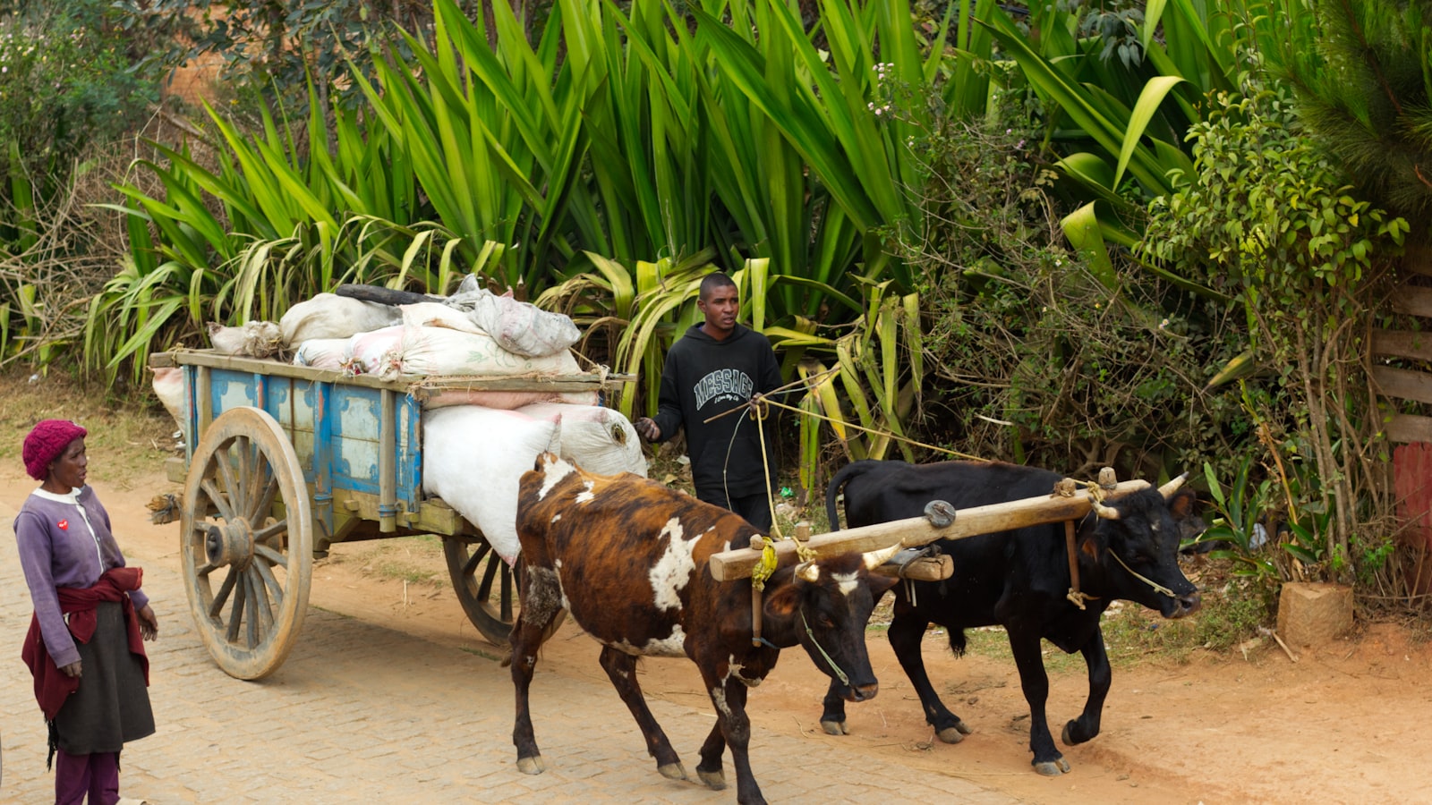 A pair of working oxen pull a cart along a dirt road while a man and child walk alongside them in a rural landscape