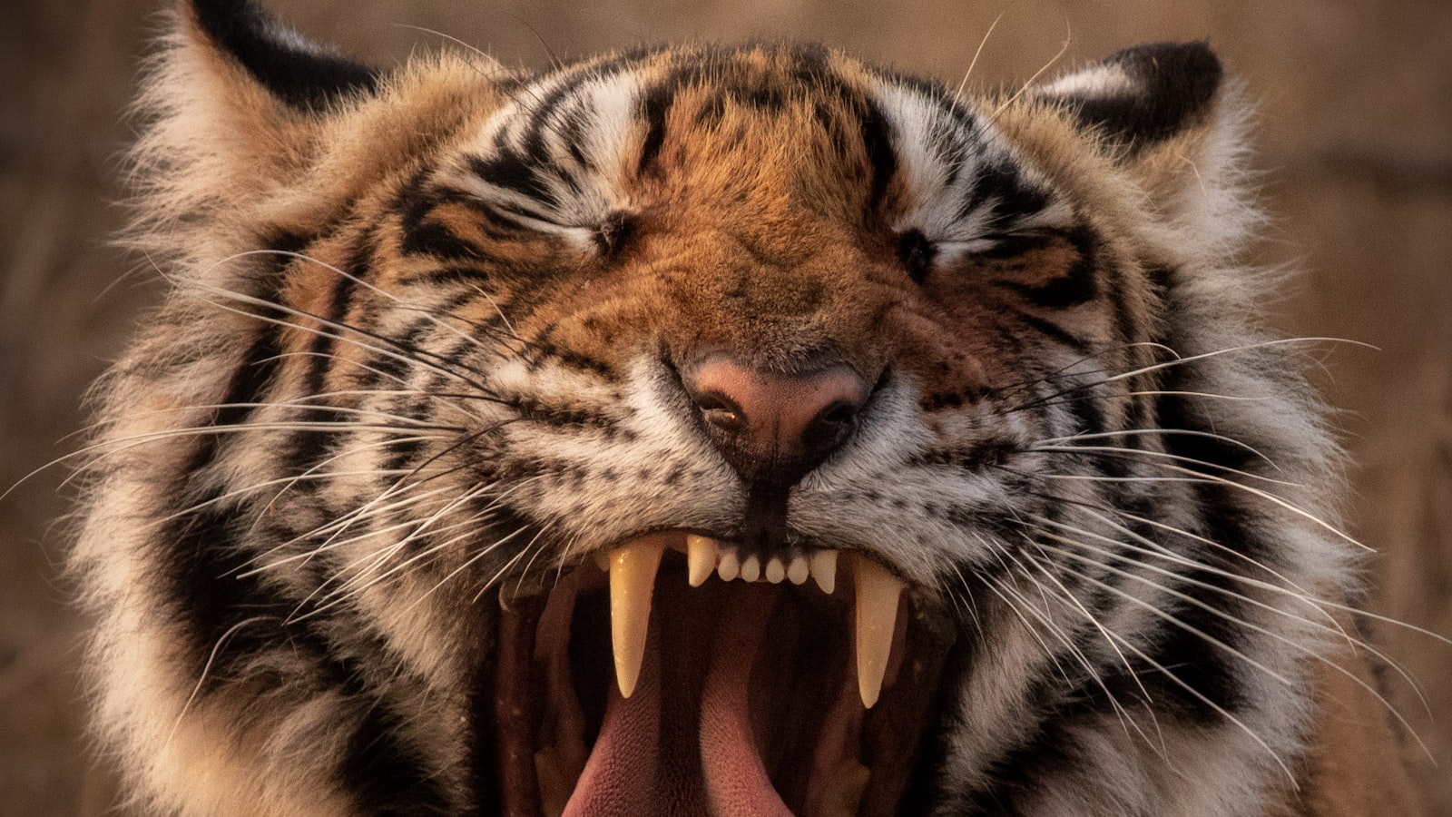 Close-up portrait of a tiger with its tongue extended, showing its brown and black striped fur and teeth