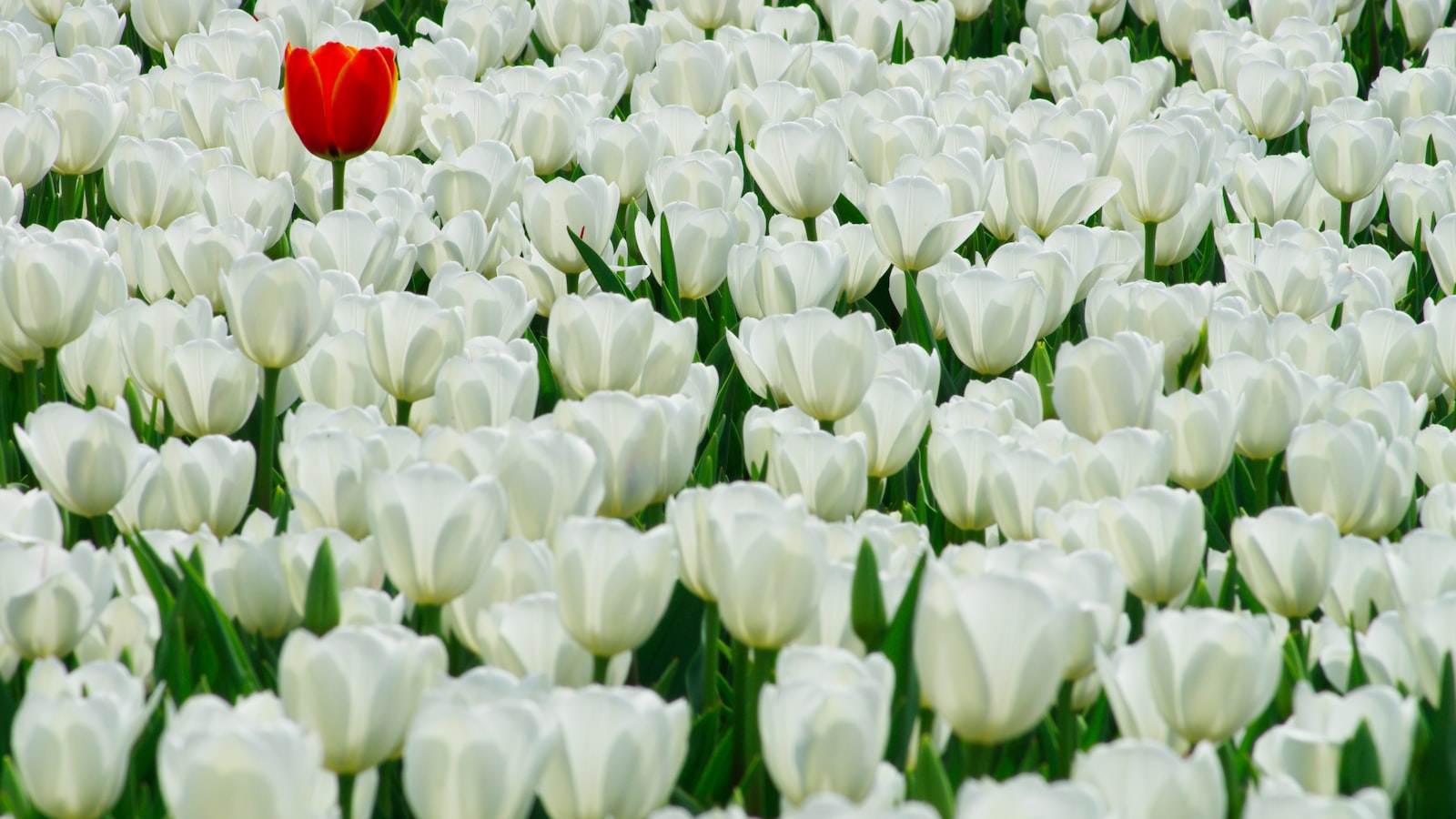 A single red tulip stands out among a dense field of white tulips