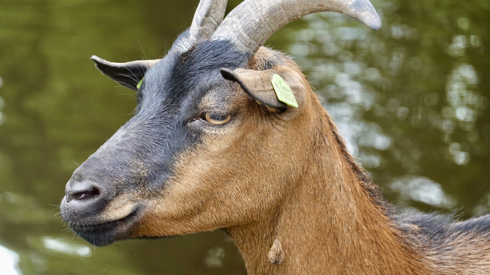 Close-up portrait of a goat's face in profile, grey muzzle and curved horns against a blurred green background