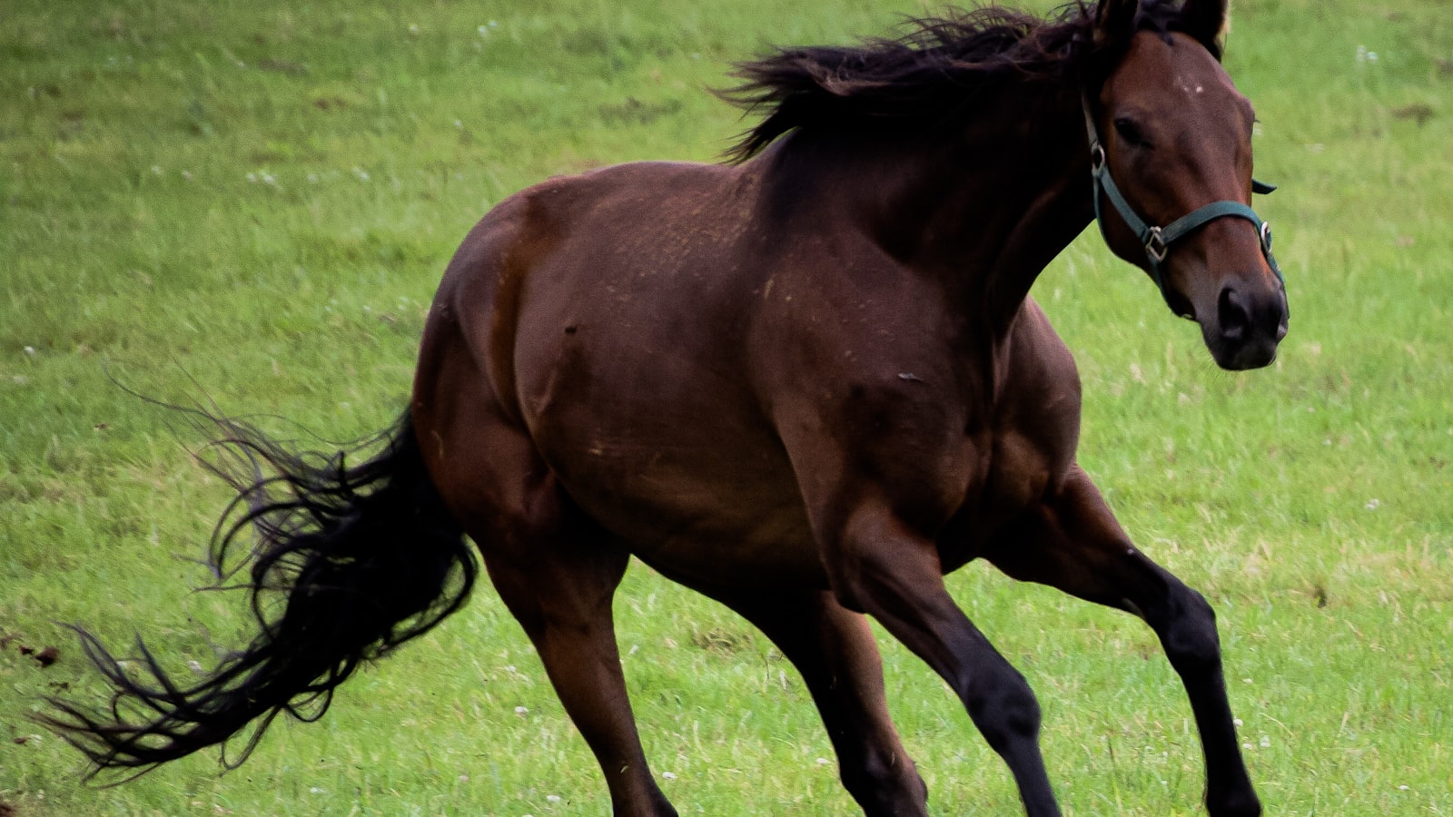 A brown horse running at full gallop across a lush green field.
