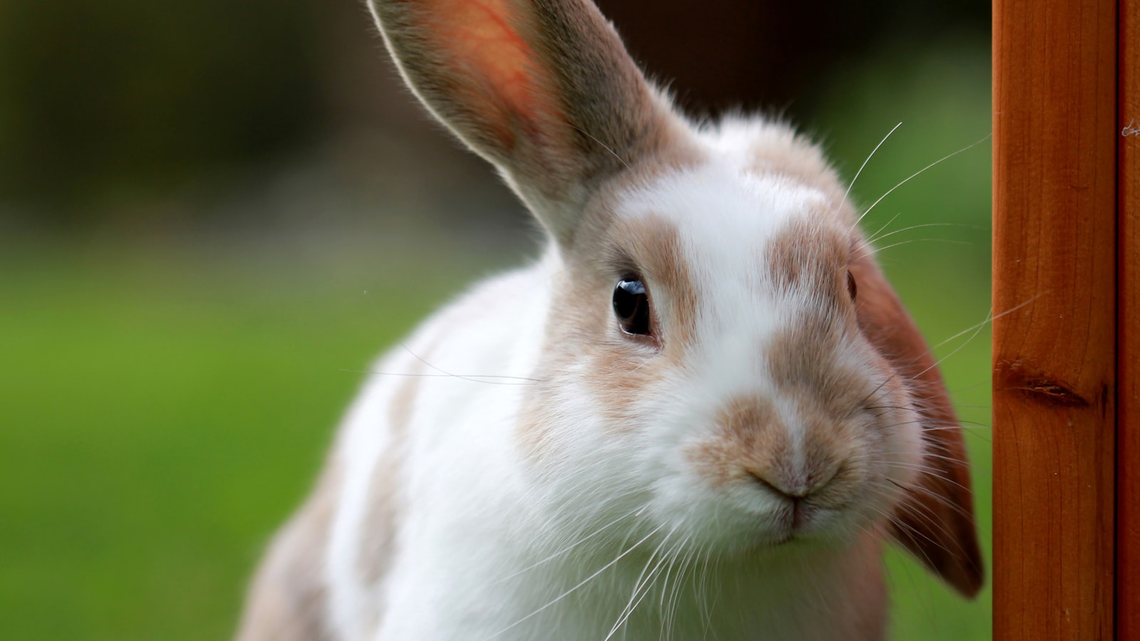 Close-up of a white and ginger rabbit with tall upright ears looking directly at the camera outdoors