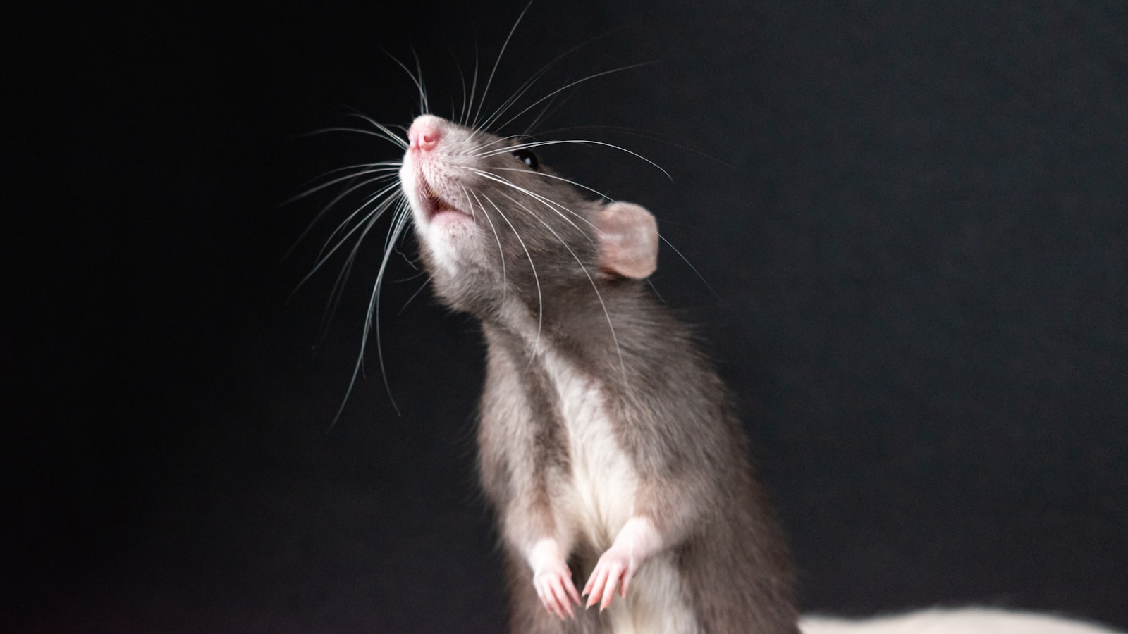A dark-coated rat standing upright on its hind legs, alert and looking upward against a plain background.