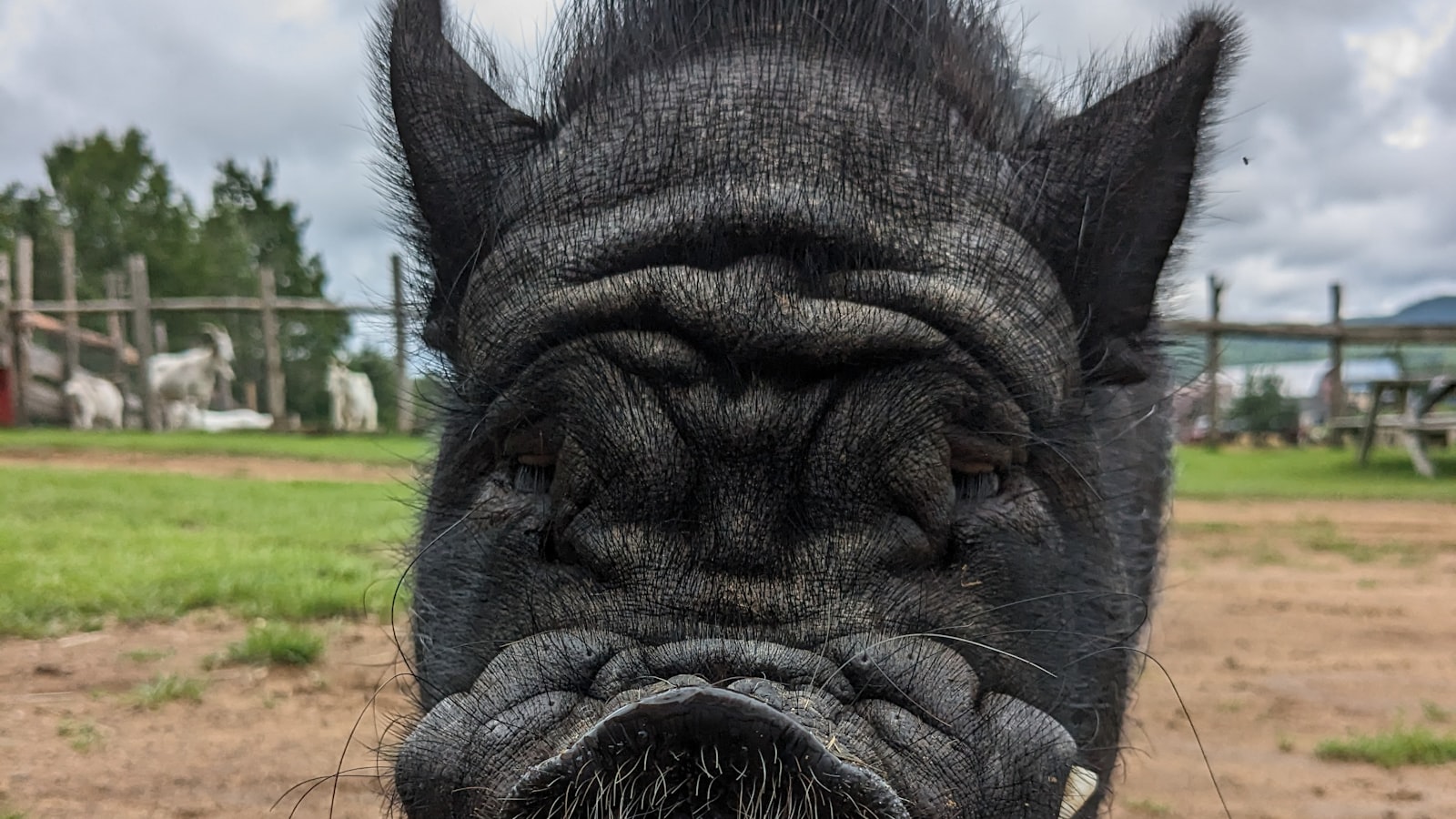 Close-up of a grey pig's face outdoors against a dirt field.