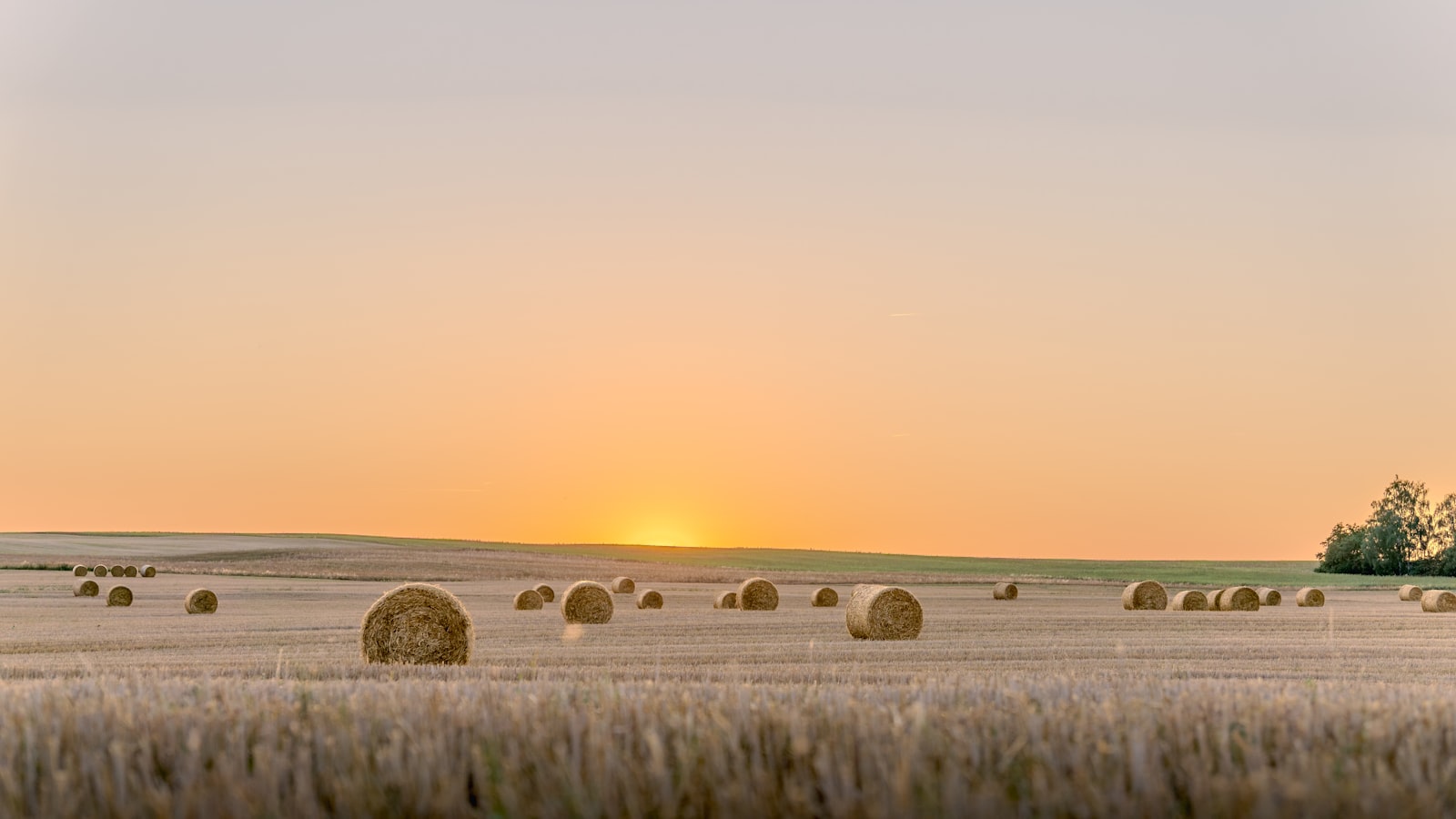 Round hay bales scattered across a harvested field under a warm golden-hour sunset sky