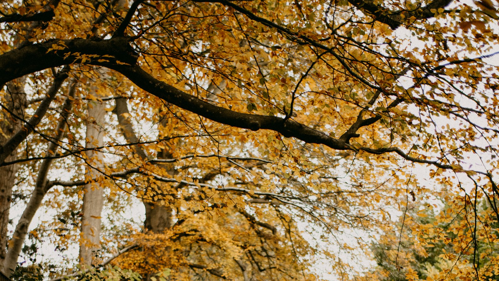 A person walking away down a road covered in fallen autumn leaves, trees on both sides