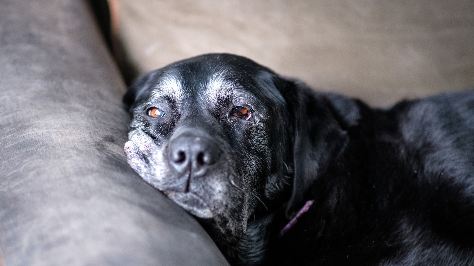 A senior black Labrador with a greying muzzle resting its head on a couch cushion, gazing gently at the camera