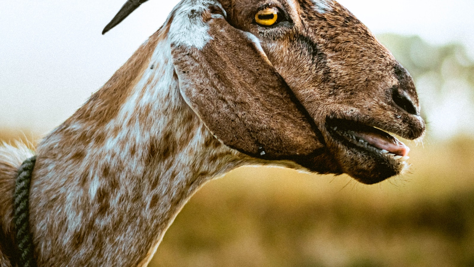 Close-up portrait of a goat standing in a field